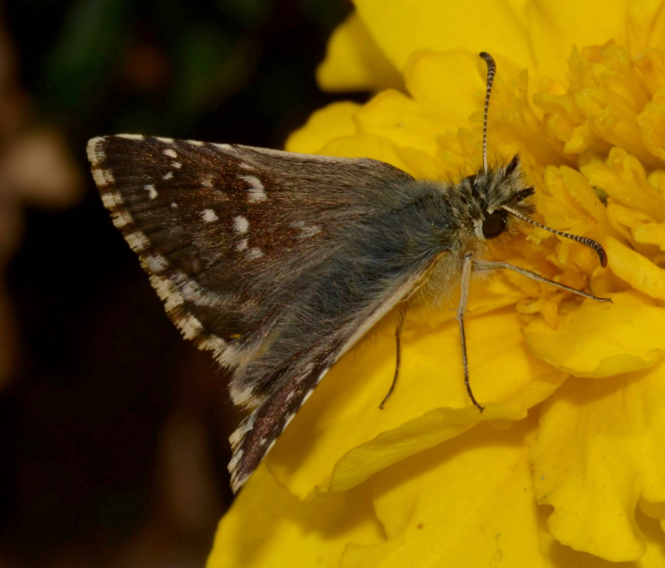 Hesperiidae Pyrgus?